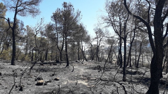 El incendio de Lledó se da por controlado tras calcinar 55 hectáreas y los desalojados vuelven a sus casas