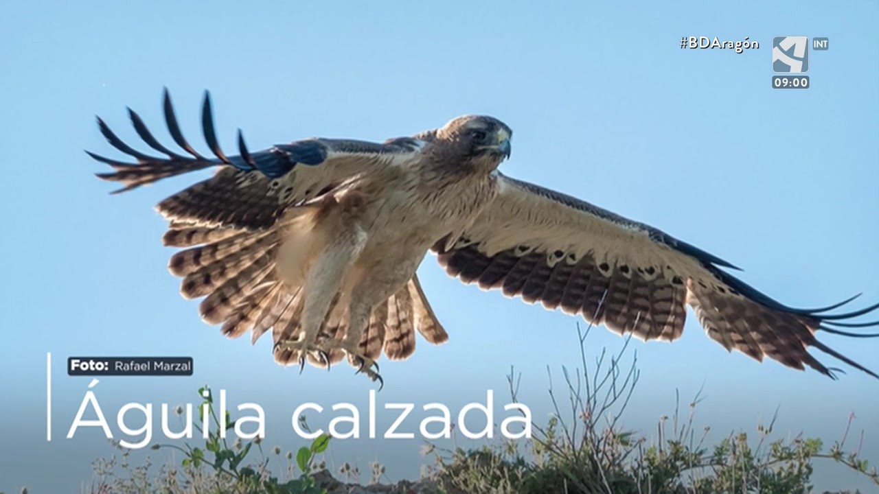 Águila calzada | Canal ods | Aragón Sostenible (CARTV)