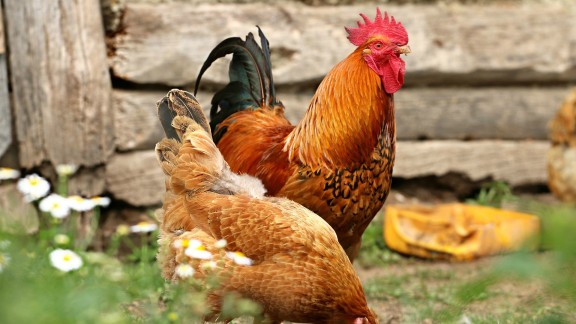 La pandemia amenaza con arruinar a 3 de cada 4 productores de pollo