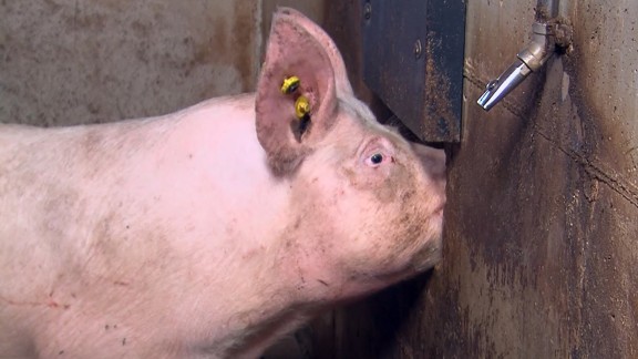 Aragón mantiene su liderazgo como productor de porcino en España