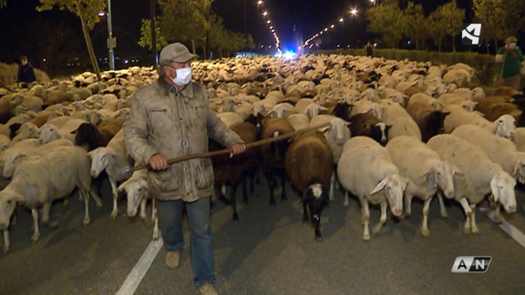 Las ovejas 'toman' las calles de Zaragoza