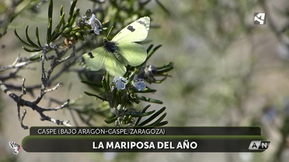 Una especie aragonesa, 'mariposa del año' en España 2021