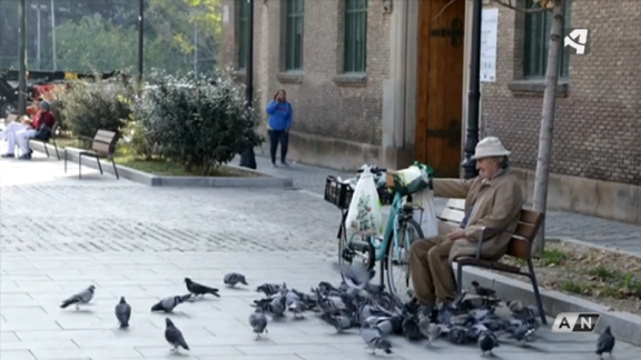 Zaragoza pide a los ciudadanos dejar de alimentar a palomas, patos o gatos