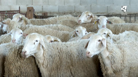 La temporada de esquileo, una tradición imprescindible para las ovejas