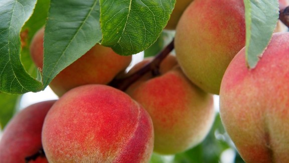 UAGA calcula que la producción frutícola caerá un 14% por las heladas