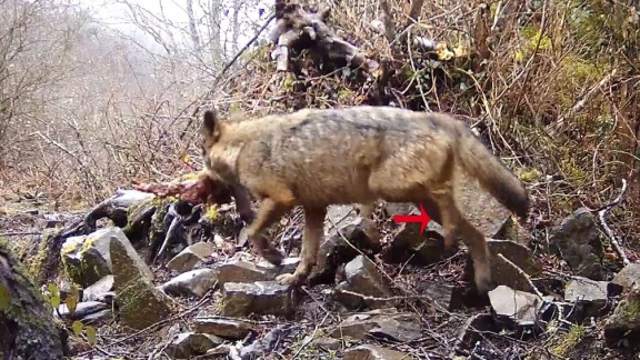 La protección del lobo ibérico en España se enreda
