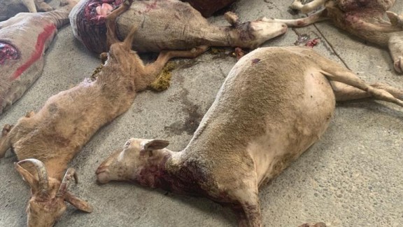 Los ganaderos denuncian un nuevo ataque de lobo en Tardienta