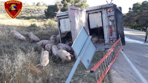 Herido leve un camionero que transportaba cerdos al volcar en la calzada en Caspe