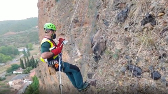 Rescatado un buitre atrapado en una pared vertical en Los Fayos