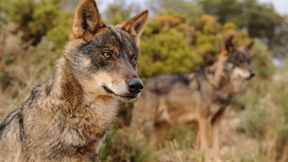 Prohibida la caza del lobo en toda España
