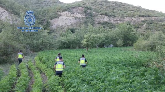 12 detenidos en la Ribagorza por cultivo y tráfico de speed y marihuana