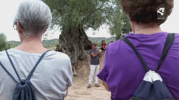 El Bajo Aragón Histórico muestra sus olivos más singulares