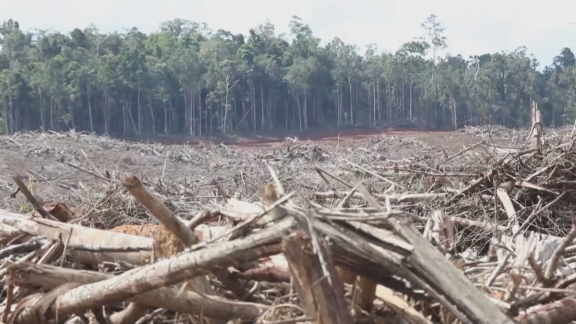 110 países acuerdan destinar 16.000 millones de euros contra la deforestación