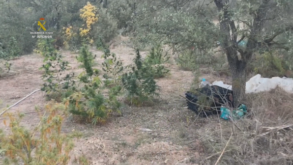 Desmantelada una plantación de marihuana con trampas en su acceso