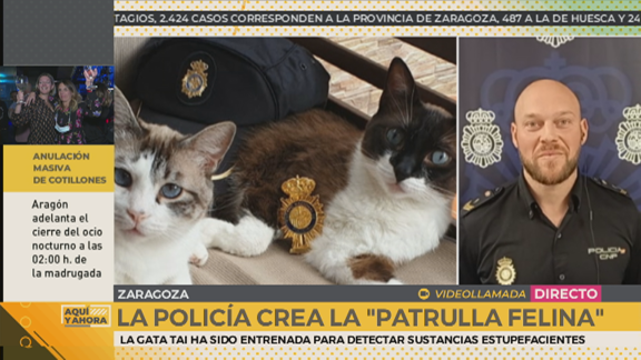Los nuevos agentes felinos de la Policía Nacional