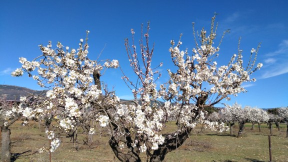 Almendros en flor, alergias y colores vivos: los indicadores de una primavera adelantada