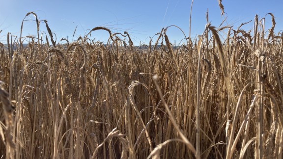 El cereal se ha encarecido un 40% desde que comenzó la guerra en Ucrania