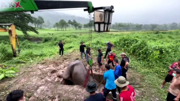 Complicado rescate de una elefanta y su cría en un Parque Nacional de Tailandia