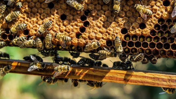 Estados Unidos aprueba una vacuna, testada en España, para frenar la mortalidad en las abejas