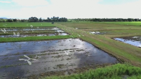 Un grupo de científicos desarrolla variedades de arroz capaces de crecer en medio de la sequía