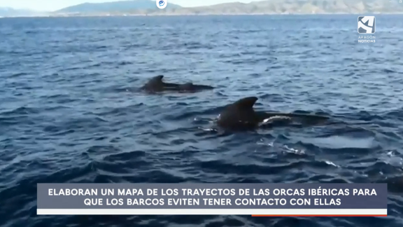 Las orcas ibéricas buscan su sitio en el estrecho de Gibraltar