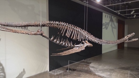 Dos esqueletos reconstruidos de dinosaurio saldrán el próximo 26 de julio a subasta en Nueva York