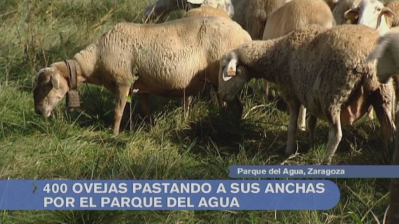 Un rebaño de 400 ovejas en el parque del Agua de Zaragoza