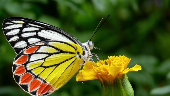 El efecto mariposa: los expertos alertan de las consecuencias del cambio climático en estos polinizadores