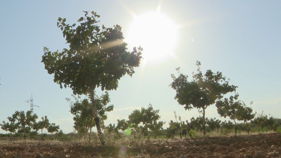 La cosecha de pistachos supera los 30.000 kilos en Aragón, el triple que el año pasado