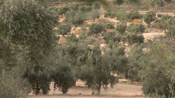 El olivar aragonés espera una buena campaña y producir 15.000 toneladas de aceite
