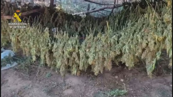 14 detenidos por cultivar más de 12 toneladas de marihuana en el Pirineo