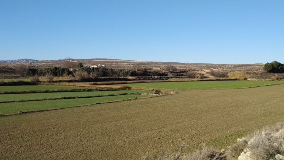 Cebada, alfalfa, almendro y frutales son los cultivos más rentables en Aragón