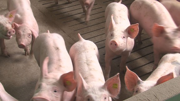 El Encuentro Técnico Internacional de Magapor busca situar a Aragón como referente en el sector porcino