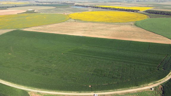 El cultivo de maíz se reduce en Aragón más de un 40% por la sequía y las restricciones de riego