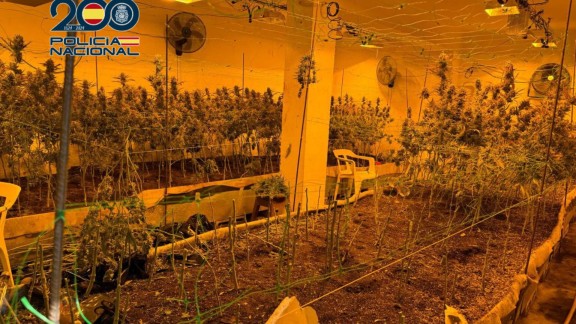 Desmantelan una plantación de marihuana en el barrio zaragozano de Miralbueno con mil plantas