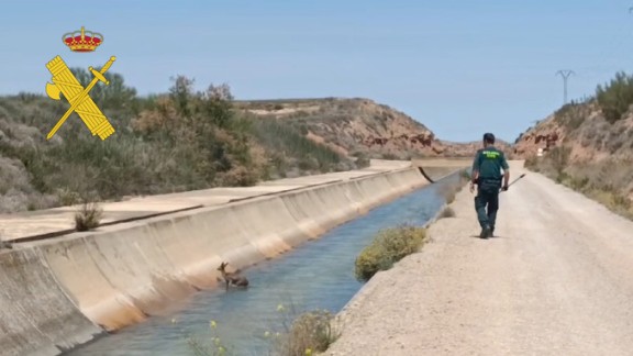 La Guardia Civil rescata a un cervatillo que había caído a un canal cerca de Alcañiz