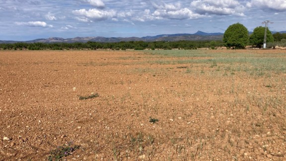 Los agricultores esperan agilidad y ayudas del Gobierno de Aragón en la Mesa de la Sequía