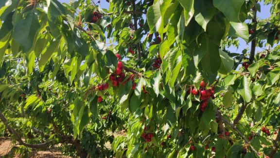 La producción de fruta de hueso baja un 4,5% en Aragón, sobre todo en cereza, pera, alberge y ciruela