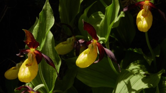Robados tres ejemplares de una orquídea en peligro de extinción en Ordesa