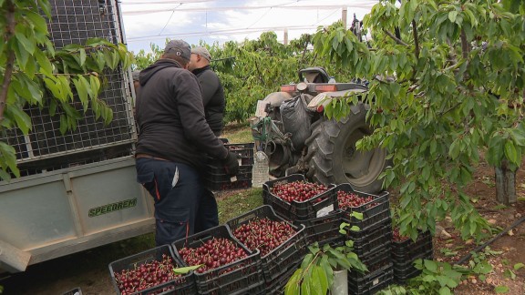 Abre Mercofraga con cifras récord: 280 millones de kilos de fruta y más de 3.000 trabajadores en el campo