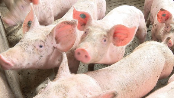 El porcino aragonés está en vilo ante la investigación de China al cerdo europeo por competencia desleal