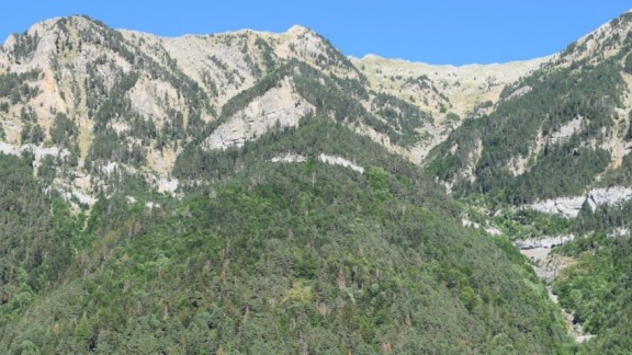 Aragón repoblará su masa forestal con más de dos millones de árboles y una inversión de 10 millones de euros