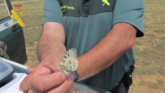 Detenidas dos personas por capturar mariposas de una especie protegida en Cedrillas
