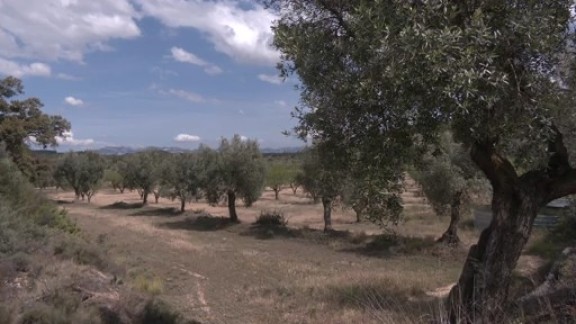Los oleicultores aplauden la supresión del IVA al aceite de oliva a la espera de una buena cosecha