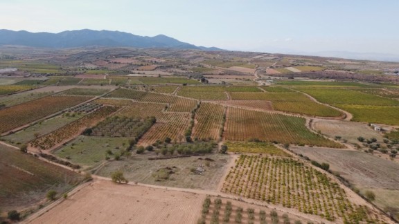 Aragón recibe cinco millones para el sector del vino y para promocionar el consumo de fruta, leche y hortalizas