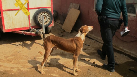 Condenado a ocho meses de prisión por matar de un disparo a tres de sus perros de caza en Teruel