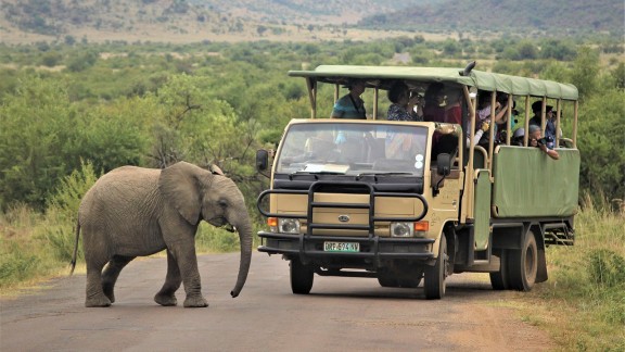 Un aragonés muere tras ser atacado por un elefante en un safari en Sudáfrica