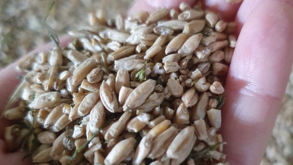 ’Tempero’ analiza la cosecha del cereal tras la sequía y muestra el modelo de Granja Circular