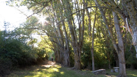 ‘El bosque encantado’ se adentra en el Parque Cultural del Chopo Cabecero del Alto Alfambra