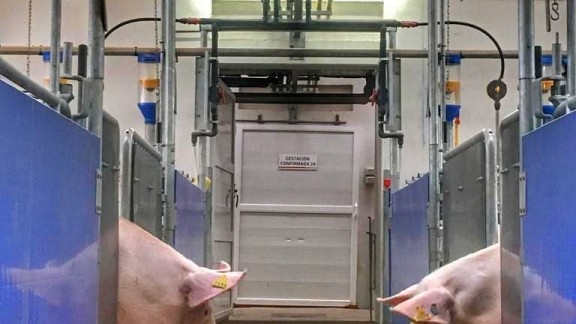 ‘Tempero’ analiza las innovaciones tecnológicas en el sector porcino